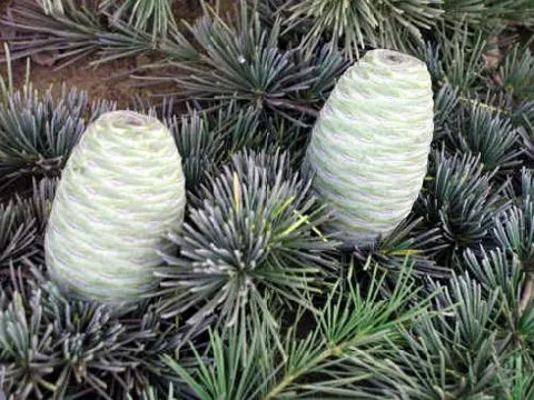 Cedrus deodara (Himalajski cedar)	