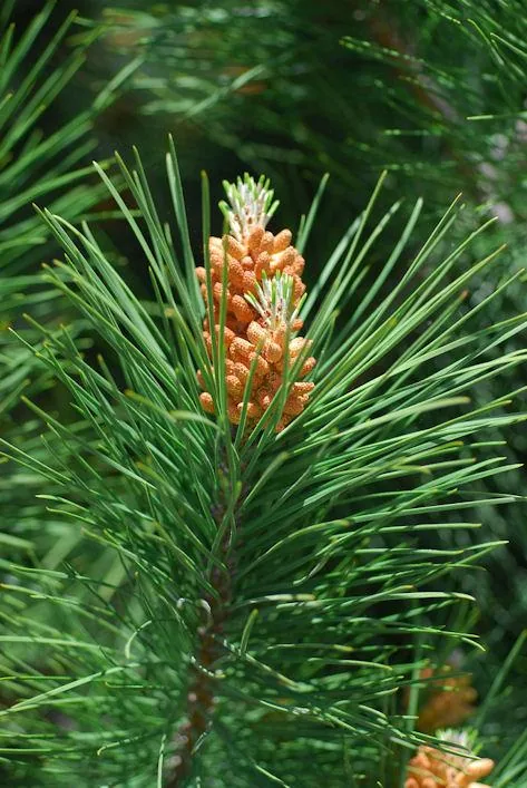 Pinus pinea (Domaći bor)	