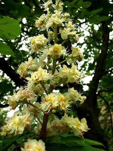 Aesculus hippocastanum (Divlji kesten)	