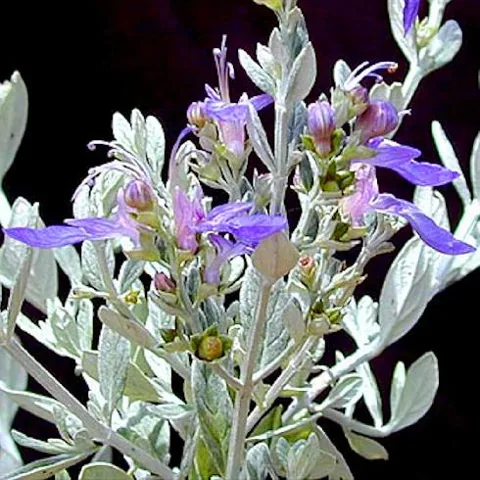 Teucrium fruticans (Dubačac)