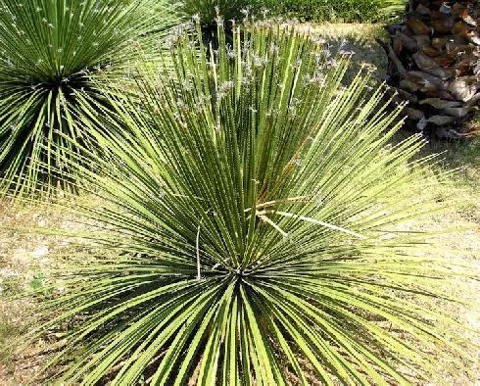 Dasylirion serratofolium (Dasilirion)