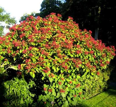Clerodendrum trichotomum (Klerodendron)	