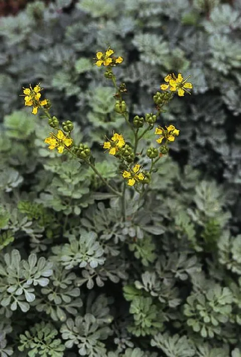 Ruta graveolens (Ruta)
