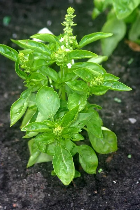 Ocimum basilicum (Bosiljak, bazilika)