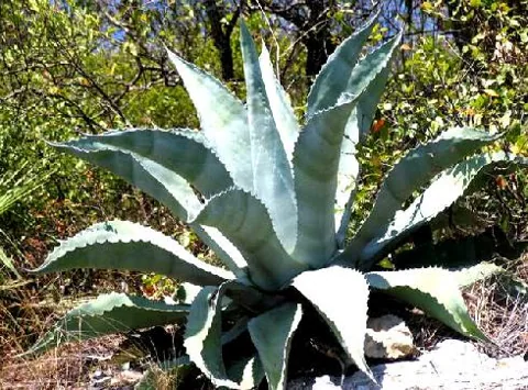 Agave americana (Agava)