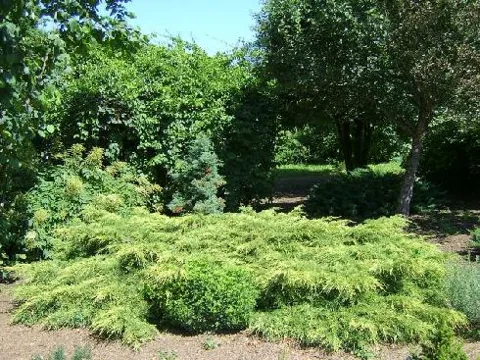 Juniperus x media (Borovica)