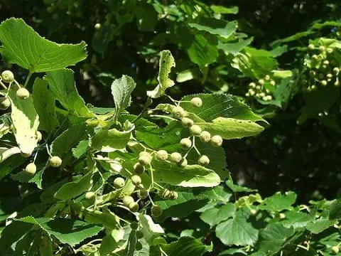 Tilia cordata (Lipa)