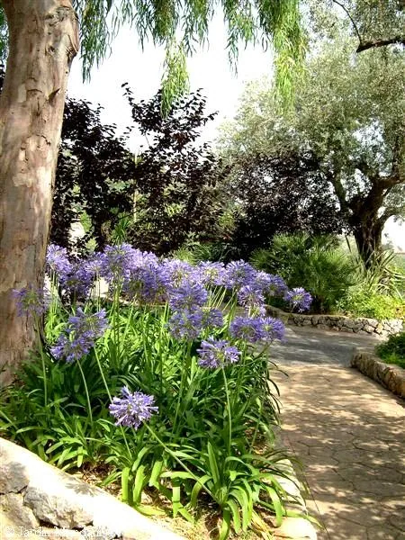Agapanthus africanus (Afrički luk)