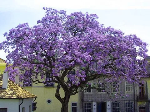 Paulownia imperialis (Paulovnia)	