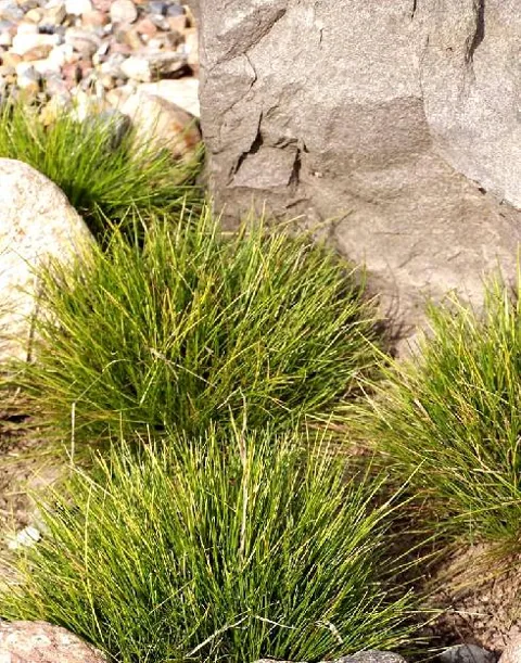 Festuca scoparia (Medvjeđa vlasulja)	