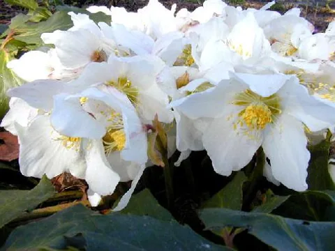 Helleborus niger (Kukurijek crni)