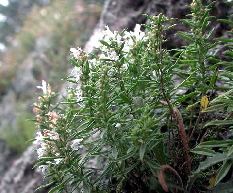 Satureja montana (Satureja)