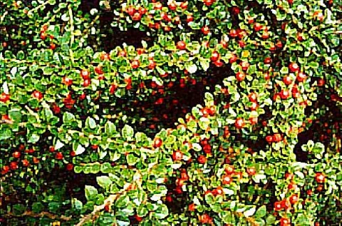 Cotoneaster dammeri radicans (Dujnarica)