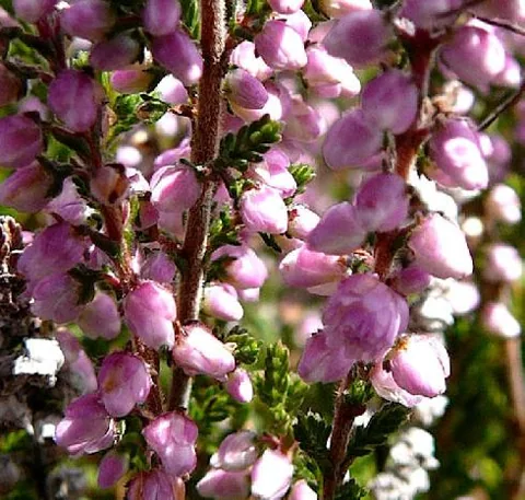 Calluna vulgaris (Vrijes)