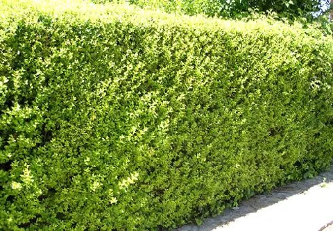 Ligustrum ovalifolium (Kalina)