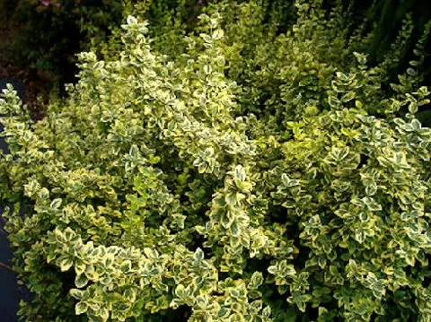 Euonymus fortunei "Emeraldin Gold" (Kurika)