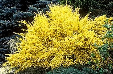 Cytisus x praecox (Zanovijet)