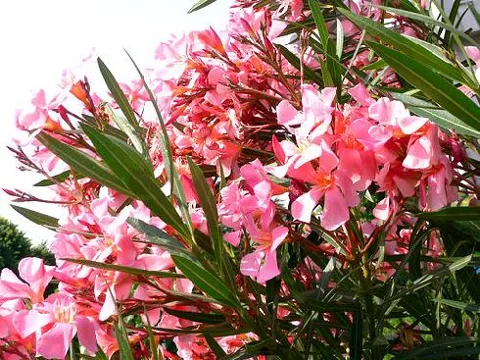 Nerium oleander (Oleander)