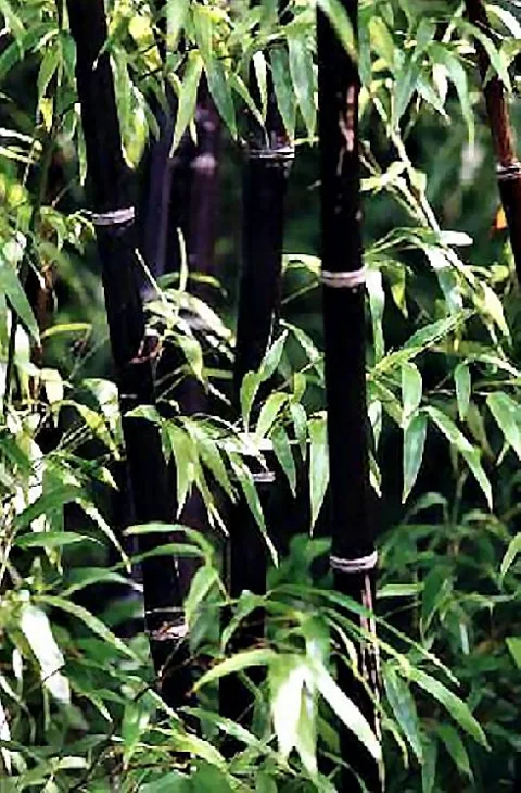 Bambusa nigra (Crni bambus)