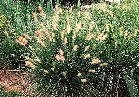 Pennisetum alopecuroides (Prosenjak)	