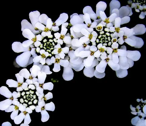 Iberis sempervirens (Snjeguljak)	