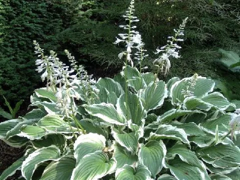 Hosta sp. (Funkija)	