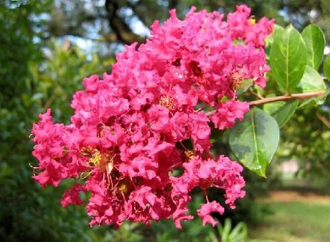 Lagerstroemia indica (Lagerstremija)
