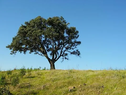 Quercus ilex (Crnika)	