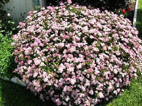 Spirea x bumalda "Little Princess" (Suručica)