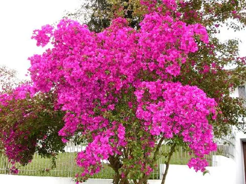 Bouganvillea glabra (Buganvileja)