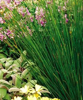Juncus effusus (Zukva)	