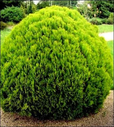 Thuja occidentalis "Danica" (Tuja)
