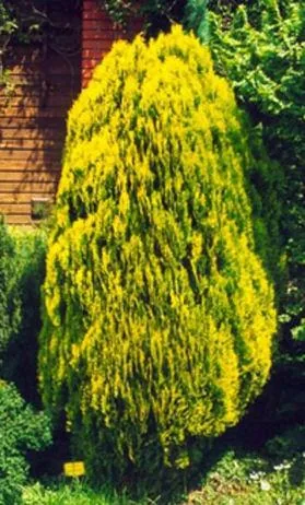 Thuja orientalis "Aurea Nana" (Tuja)