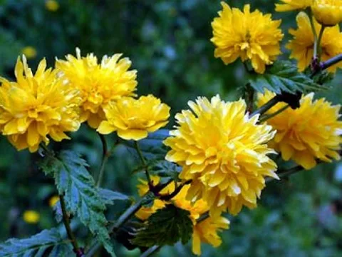 Kerria japonica "Pleniflora" (Kerija)