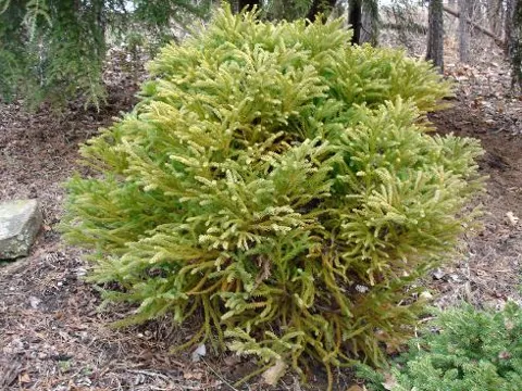 Cryptomeria japonica "Globosa Nana" (Japanski cedar)