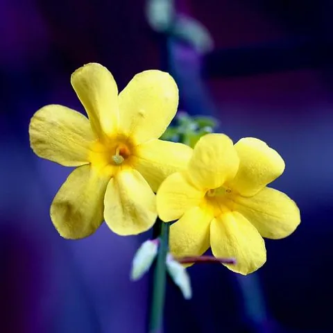 Jasminum nudiflorum (Jasmin)