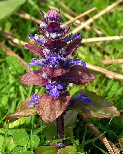 Ajuga reptans (Ajuga)
