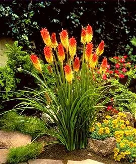 Kniphofia uvaria (Knifofija, tritoma)