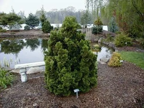 Chamaecyparis obtusa "Nana Gracilis" (Pačempres)