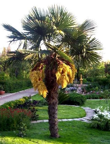 Chamaerops excelsa (Šamerops)