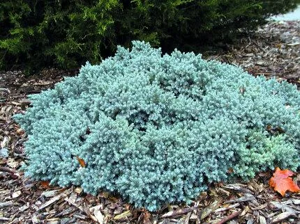 Juniperus squamata "Blue Star" (Borovica)