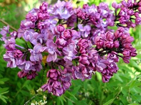 Syringa vulgaris (Jorgovan)