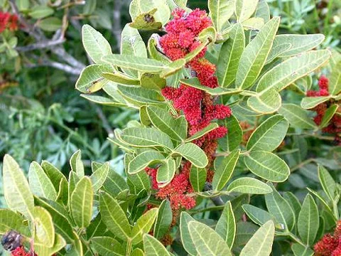 Pistacia lentiscus (Divlji pistaći)