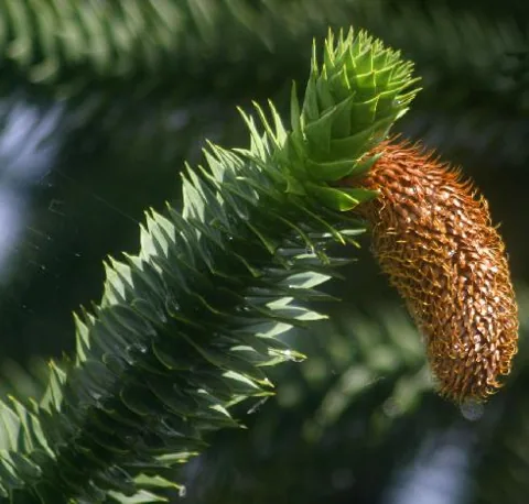 Araucaria araucana (Čileanski bor)	