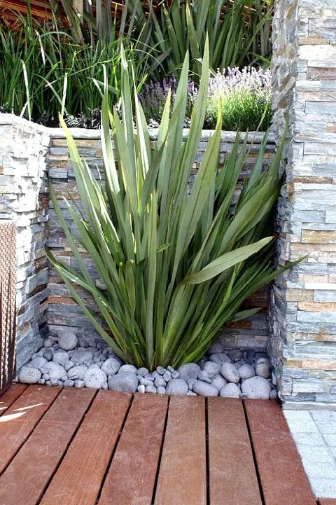 Phormium tenax (Formium)