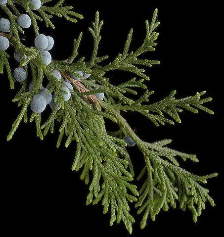 Cupressus sempervirens (Obični čempres)