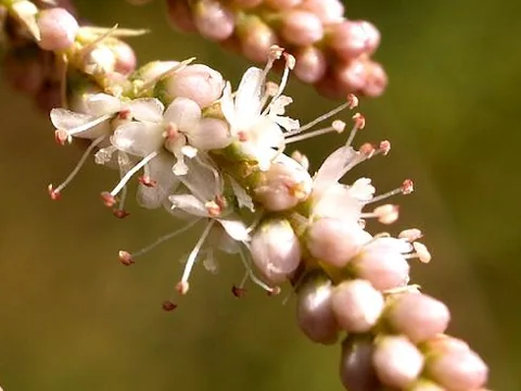 Tamarix gallica (Metlika)