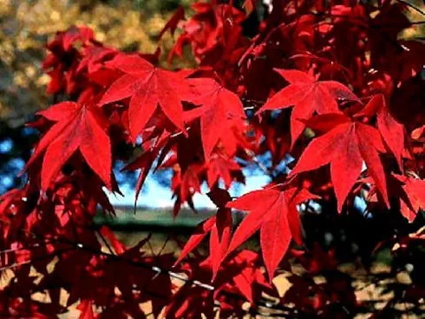Acer palmatum "Atropurpureum" (Japanski javor)