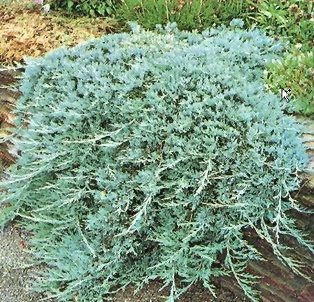 Juniperus horizontalis "Glauca" (Borovica)