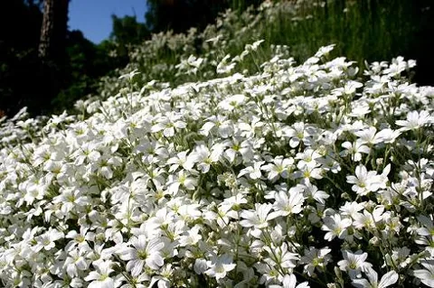 Cerastium tomentosum (Rožac pustenasti)